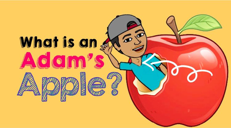 what-is-adam-s-apple-meaning-teenbook