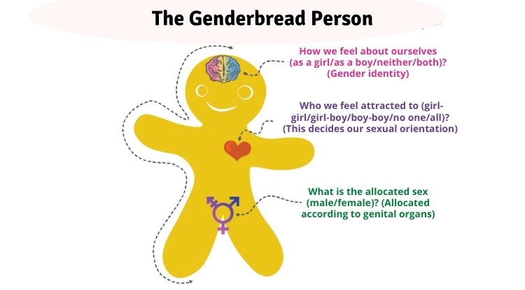 The Genderbread person