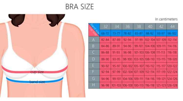 C D Bra Cup Size -  Singapore